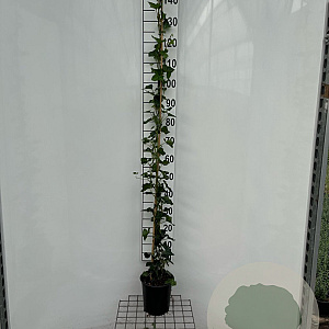 Hedera hibernica 150-175 cm 7,5L Gestokt