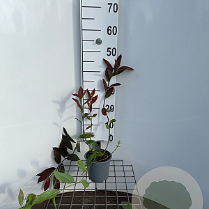 Itea virginica 'Henry's Garnet' 40-50 cm C1.3