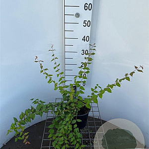 Kolkwitzia amabilis 40-50 cm 2,5L