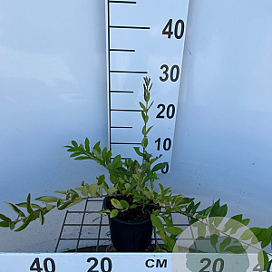 Ligustrum obtusifolium regelianum 30-40 cm C1.3