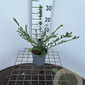 Lonicera pileata 'Purple Pearl' 30-40 cm C1.3