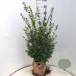 Osmanthus burkwoodii 60-80 cm met kluit