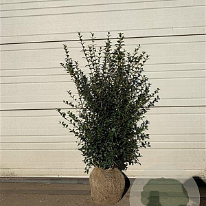 Osmanthus burkwoodii 60-80 cm met kluit