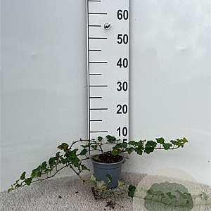 Rubus 'Betty Ashburner' 30-40 cm C1.3