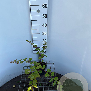 Rubus 'Betty Ashburner' 30-40 cm C1.3