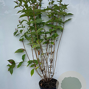 Weigela 'Bristol Ruby' 80-100 cm 7,5L