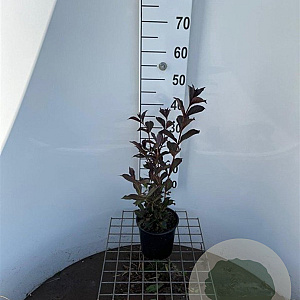 Weigela florida 'Alexandra' 30-40 cm 2,5L