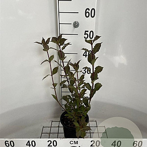 Weigela florida 'Foliis Purpureis' 30-40 cm 2,0L