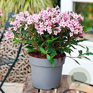 Weigela florida Pink Poppet 30-40 cm 2,5L