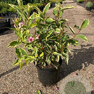 Weigela florida 'Variegata' 30-40 cm 2,0L