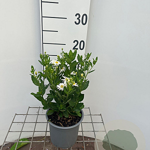 Aster ageratoides 'Starshine' GM C1.3