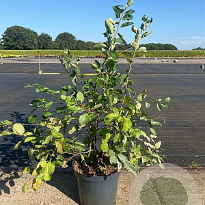 Amelanchier lamarckii 80-100 cm 10L