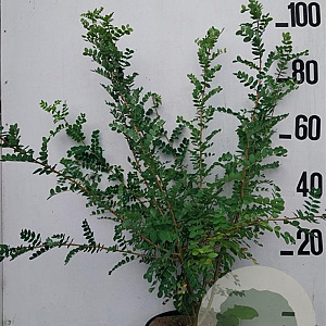 Caragana arborescens 80-100 cm 10L