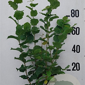 Corylus avellana 80-100 cm 10L