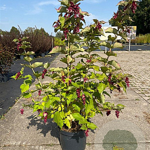 Leycesteria formosa 'Purple Rain' 60-80 cm 10L