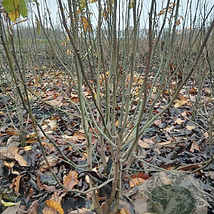 Magnolia kobus 150-175 cm met kluit verplant