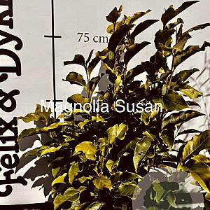 Magnolia 'Susan' 60-80 cm met kluit