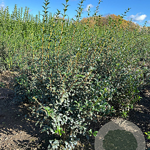 Osmanthus burkwoodii 100-125 cm met kluit