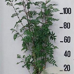 Sorbus aucuparia 125-150 cm 10L