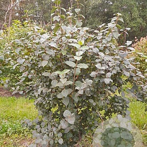Viburnum carlcephalum 175-200 cm draadkluit 4 X verplant Wolk