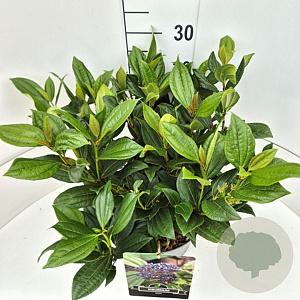 Viburnum davidii 40-50 cm 10L