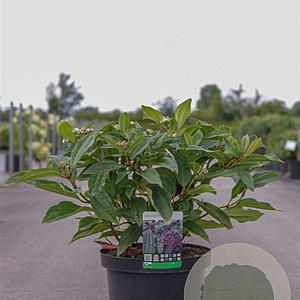 Viburnum davidii 40-50 cm 10L
