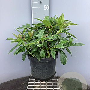 Viburnum davidii 40-50 cm 10L