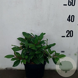 Viburnum davidii 40-50 cm 10L