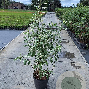 Cornus alba 'Elegantissima' 100-125 cm 10L