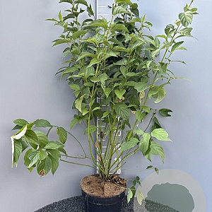 Cornus sericea 'Flaviramea' 100-125 cm 10L