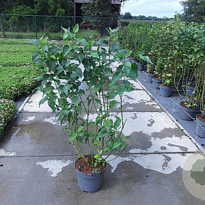 Cornus sericea 'Flaviramea' 100-125 cm 10L