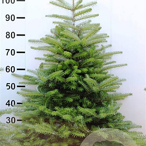 Abies koreana 100-125 cm met kluit