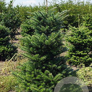 Abies koreana 125-150 cm met kluit