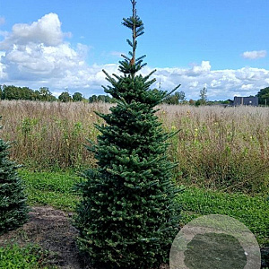 Abies koreana 225-250 cm draadkluit verplant