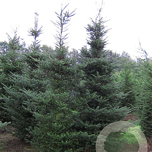 Abies koreana 150-175 cm met kluit verplant