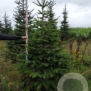 Abies nordmanniana 225-250 cm draadkluit verplant