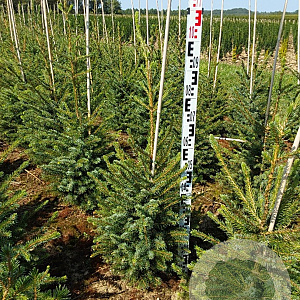 Picea omorika 80-100 cm met kluit