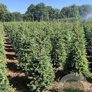 Picea omorika 80-100 cm met kluit