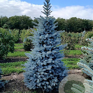 Picea pungens Super Blue Seedling 200-225 cm draadkluit verplant vertakt