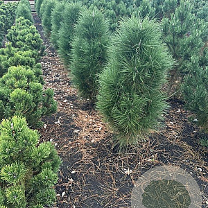 Pinus nigra 'Green Tower' 100-125 cm met kluit
