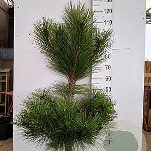 Pinus nigra nigra 100-125 cm met kluit
