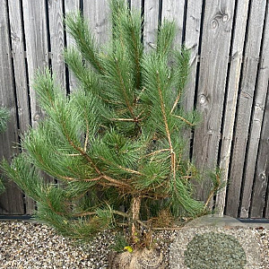 Pinus nigra nigra 150-175 cm met kluit verplant