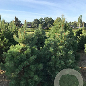 Pinus sylvestris 125-150 cm met kluit