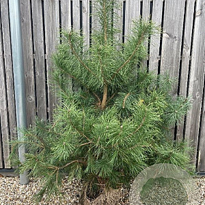 Pinus sylvestris 175-200 cm met kluit verplant