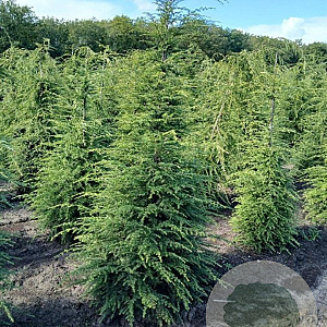 Tsuga canadensis 175-200 cm met kluit verplant