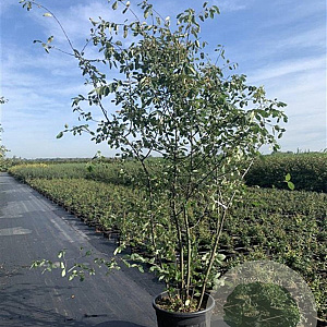 Amelanchier lamarckii 150-175 cm cont. 70L