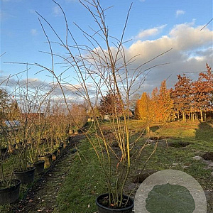 Amelanchier lamarckii 150-175 cm cont. 70L