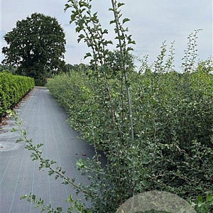 Crataegus monogyna 150-200 cm 12L
