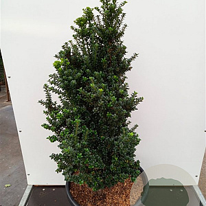 Ilex crenata 'Dwarf Pagoda' 60-80 cm 50L