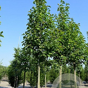 Magnolia kobus Isis 300-350 cm cont. 80L beveerd 